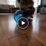 Interaktiver Rollball für Haustiere – video